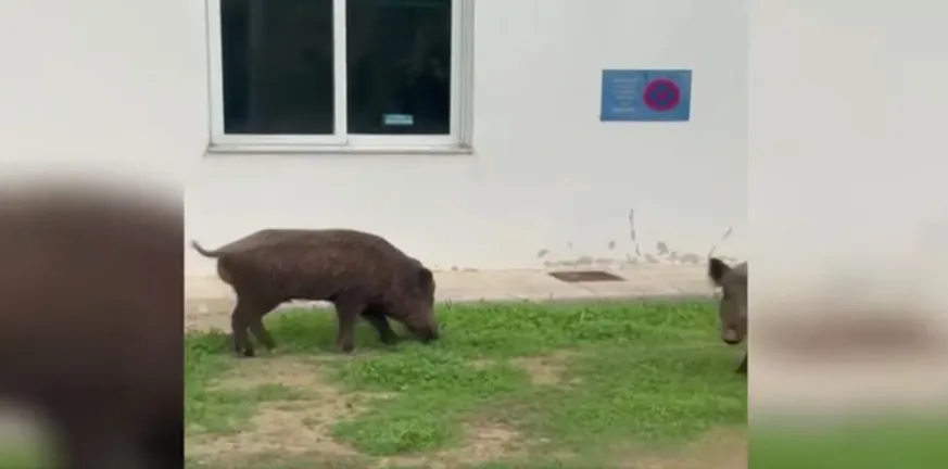 Δύο αγριογούρουνα «μπούκαραν» στο Δαφνί για να φάνε!