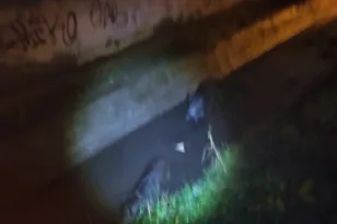 Αγριογούρουνα έκαναν «βόλτα» στα Διαβατά Θεσσαλονίκης