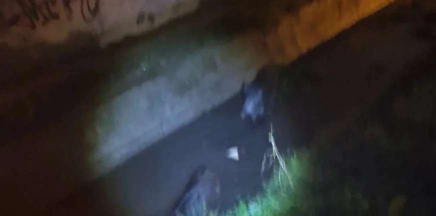 Αγριογούρουνα έκαναν «βόλτα» στα Διαβατά Θεσσαλονίκης