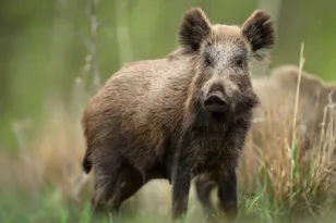 Τροχαίο, σφοδρή σύγκρουση αυτοκινήτου με αγριογούρουνο! ΦΩΤΟ