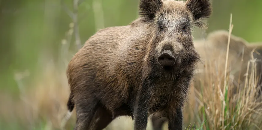Τροχαίο, σφοδρή σύγκρουση αυτοκινήτου με αγριογούρουνο! ΦΩΤΟ