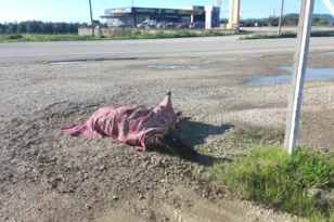 Αγρίνιο–Αμφιλοχία: Τραυματισμένο άλογο αβοήθητο για ώρες μετά από τροχαίο λόγω νομοθετικού κενού ΦΩΤΟ-ΒΙΝΤΕΟ