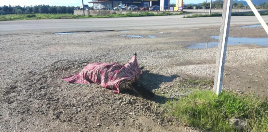 Αγρίνιο–Αμφιλοχία: Τραυματισμένο άλογο αβοήθητο για ώρες μετά από τροχαίο λόγω νομοθετικού κενού ΦΩΤΟ-ΒΙΝΤΕΟ