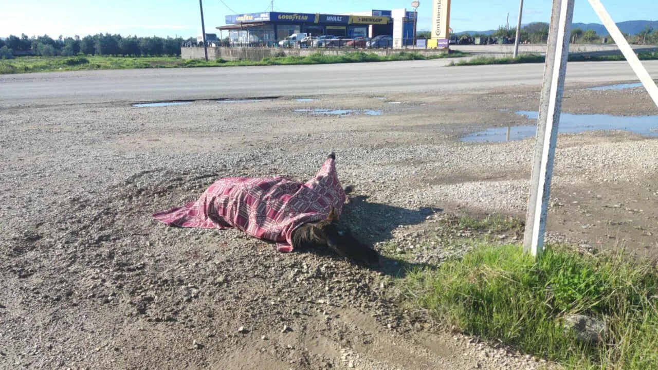 Αγρίνιο–Αμφιλοχία: Τραυματισμένο άλογο αβοήθητο για ώρες μετά από τροχαίο λόγω νομοθετικού κενού ΦΩΤΟ-ΒΙΝΤΕΟ Αγρίνιο–Αμφιλοχία: Τραυματισμένο άλογο αβοήθητο για ώρες μετά από τροχαίο λόγω νομοθετικού κενού ΦΩΤΟ-ΒΙΝΤΕΟ