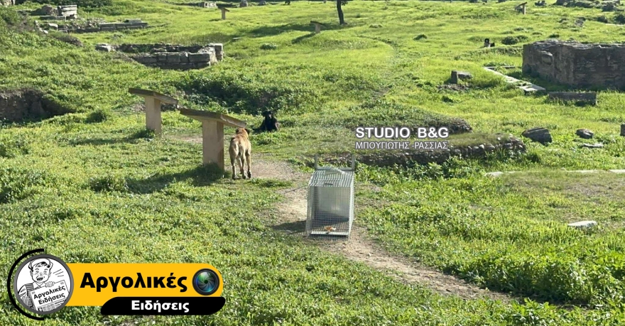 Άργος: 17χρονη σε κρίσιμη κατάσταση μετά από άγρια επίθεση αγέλης αδέσποτων - Στο χειρουργείο με σοβαρά τραύματα ΦΩΤΟ