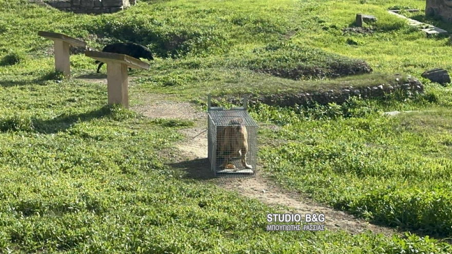 Άργος: 17χρονη σε κρίσιμη κατάσταση μετά από άγρια επίθεση αγέλης αδέσποτων - Στο χειρουργείο με σοβαρά τραύματα ΦΩΤΟ