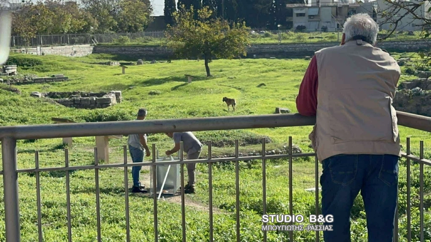 Άργος: 17χρονη σε κρίσιμη κατάσταση μετά από άγρια επίθεση αγέλης αδέσποτων - Στο χειρουργείο με σοβαρά τραύματα ΦΩΤΟ