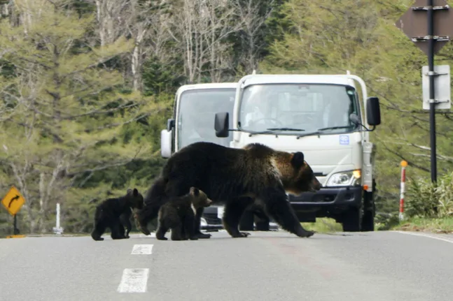 Ιαπωνία: Ο στρατός βγήκε στους δρόμους για να αντιμετωπίσει τις αρκούδες ΒΙΝΤΕΟ