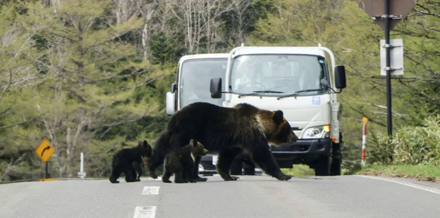 Ιαπωνία: Ο στρατός βγήκε στους δρόμους για να αντιμετωπίσει τις αρκούδες ΒΙΝΤΕΟ