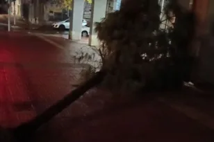 Κακοκαιρία Adel: Δέντρο ξεριζώθηκε και κατέρρευσε στην Ομόνοια ΒΙΝΤΕΟ
