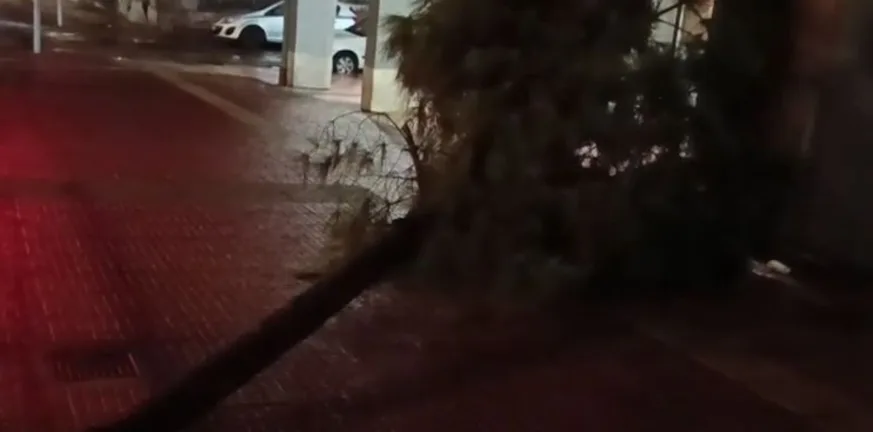 Κακοκαιρία Adel: Δέντρο ξεριζώθηκε και κατέρρευσε στην Ομόνοια ΒΙΝΤΕΟ