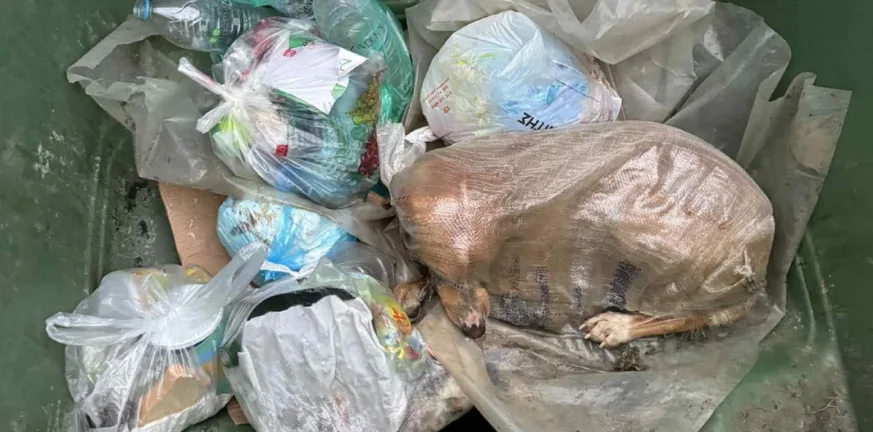Σκύλος βρέθηκε ζωντανός μέσα σε τσουβάλι σε κάδο απορριμμάτων! Κτηνωδία στη Μεγαλούπολη
