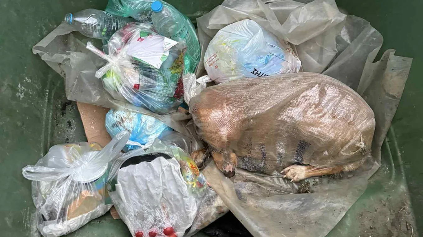 Σκύλος βρέθηκε ζωντανός μέσα σε τσουβάλι σε κάδο απορριμμάτων! Κτηνωδία στη Μεγαλούπολη