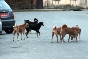 Αγέλη σκυλιών σκορπίζει τον τρόμο στην είσοδο της πόλης! ΒΙΝΤΕΟ