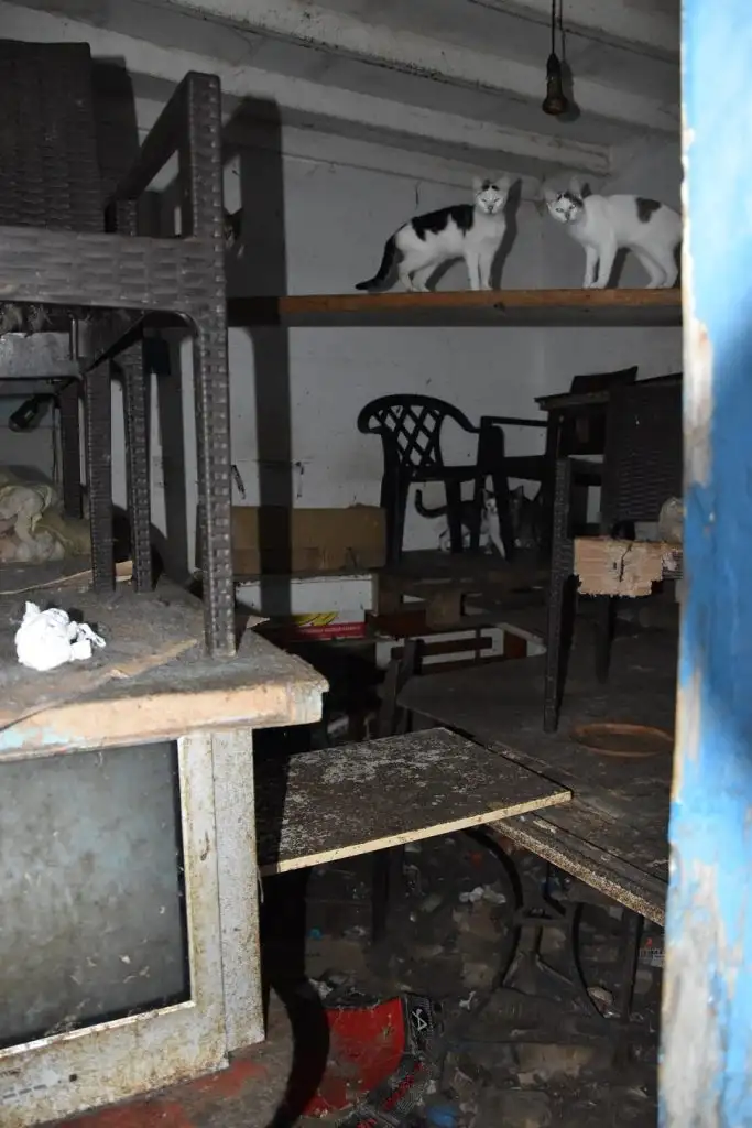 Στη Δονούσα 63χρονος είχε υποσιτισμένες 58 γάτες, πρόστιμο 1,7 εκατ. ευρώ! ΦΩΤΟ