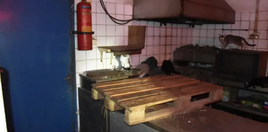 Στη Δονούσα 63χρονος είχε υποσιτισμένες 58 γάτες, πρόστιμο 1,7 εκατ. ευρώ! ΦΩΤΟ