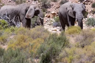 Φρίκη στην Ινδονησία: Ελέφαντας ποδοπάτησε μέχρι θανάτου 8χρονη μπροστά στην οικογένειά της