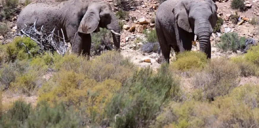 Φρίκη στην Ινδονησία: Ελέφαντας ποδοπάτησε μέχρι θανάτου 8χρονη μπροστά στην οικογένειά της