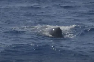 ΒΙΝΤΕΟ με φάλαινα φυσητήρα ανάμεσα σε Αντίπαρο και Σίκινο