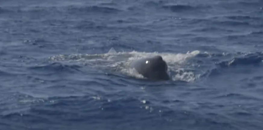 ΒΙΝΤΕΟ με φάλαινα φυσητήρα ανάμεσα σε Αντίπαρο και Σίκινο