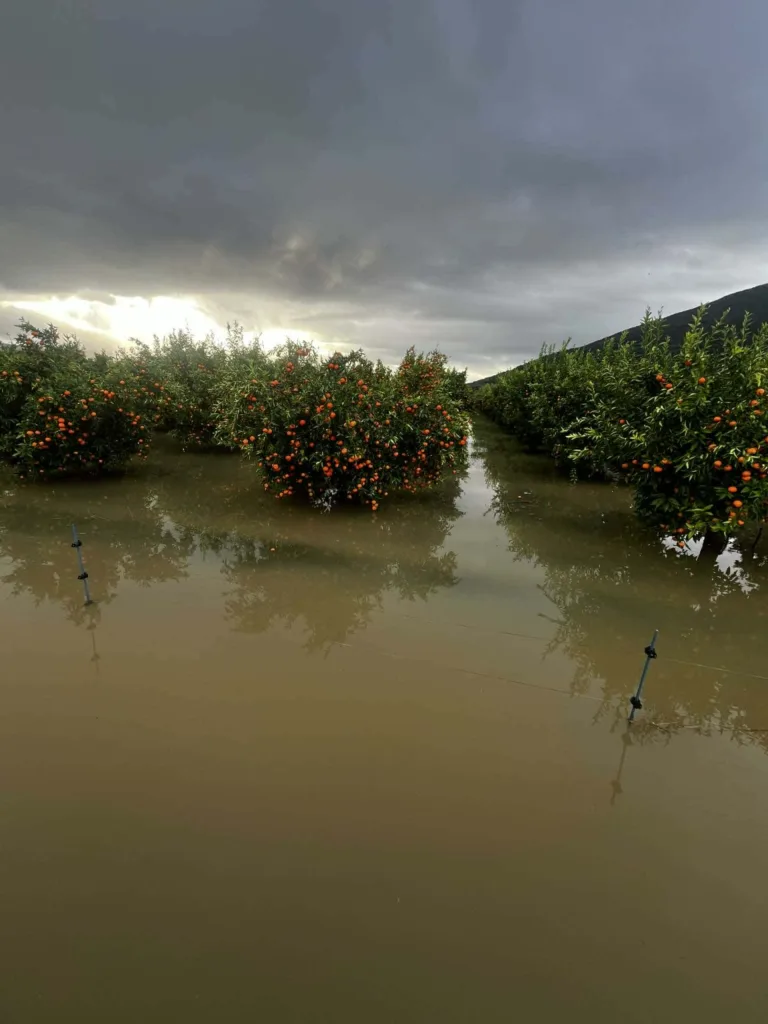 Θεσπρωτία: Τόνοι λάσπης καταστρέφουν καλλιέργειες ΦΩΤΟ