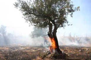 Πάτρα: Ημερίδα για τη «Διαχείριση πυρόπληκτων ελαιοδέντρων» την Κυριακή 9/11