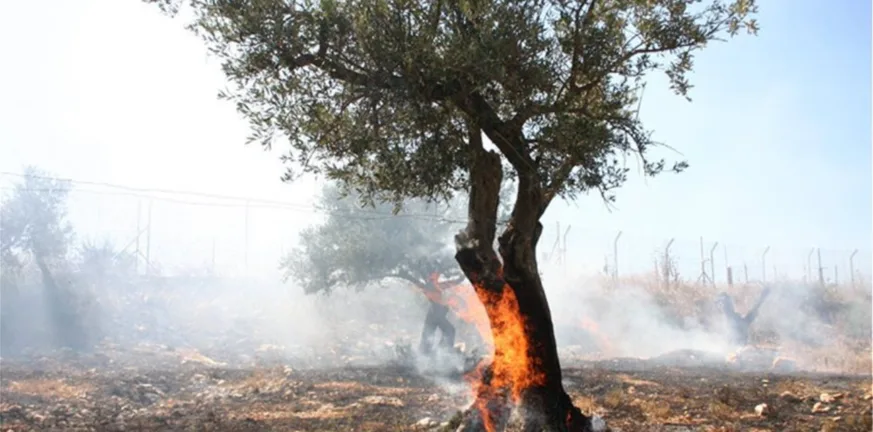 Πάτρα: Ημερίδα για τη «Διαχείριση πυρόπληκτων ελαιοδέντρων» την Κυριακή 9/11