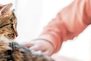 Η απάντηση στο…αιώνιο ερώτημα:Οι γάτες εκπαιδεύονται;