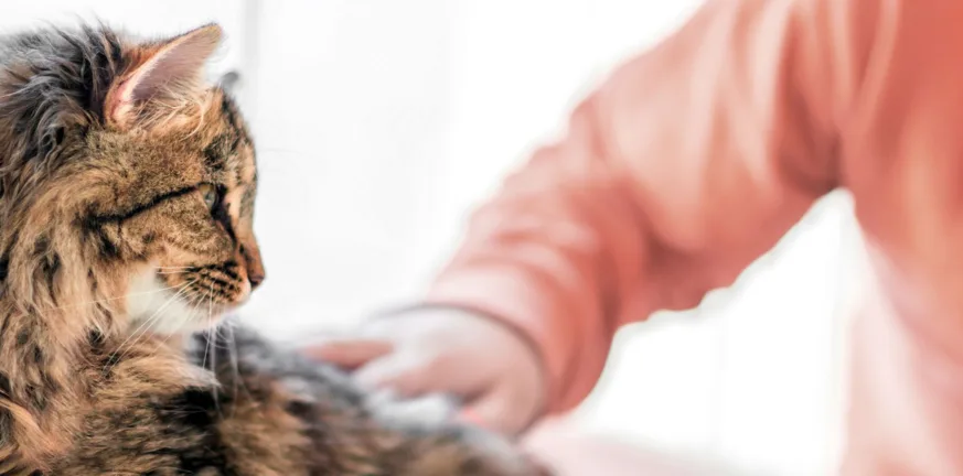 Η απάντηση στο...αιώνιο ερώτημα:Οι γάτες εκπαιδεύονται; Η απάντηση στο...αιώνιο ερώτημα:Οι γάτες εκπαιδεύονται;