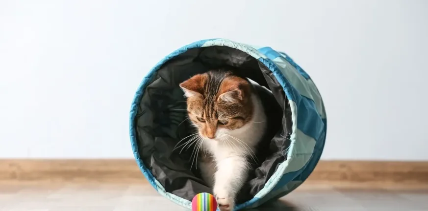 Φρίκη στην Ηλεία: «Παγίδες θανάτου» με πλαστικά μπουκάλια για γάτες