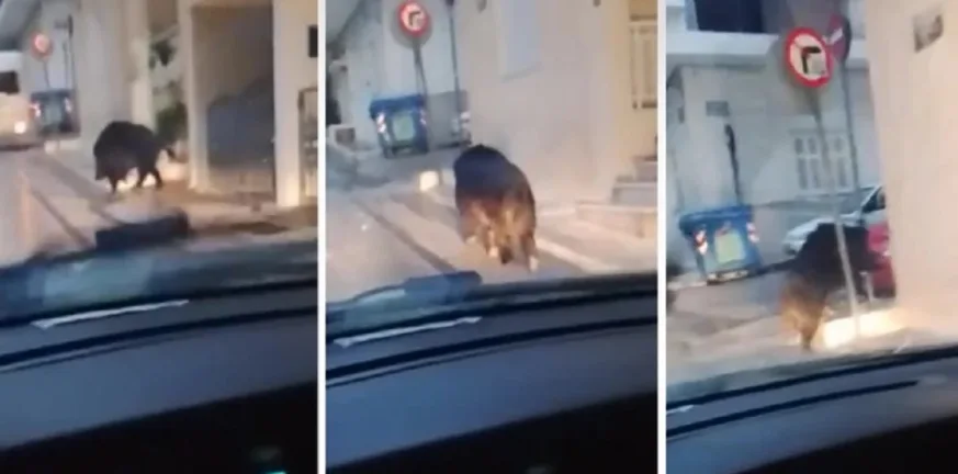 Αγριογούρουνο στους δρόμους του Περιστερίου: Viral βίντεο με το απρόσμενο «περαστικό»