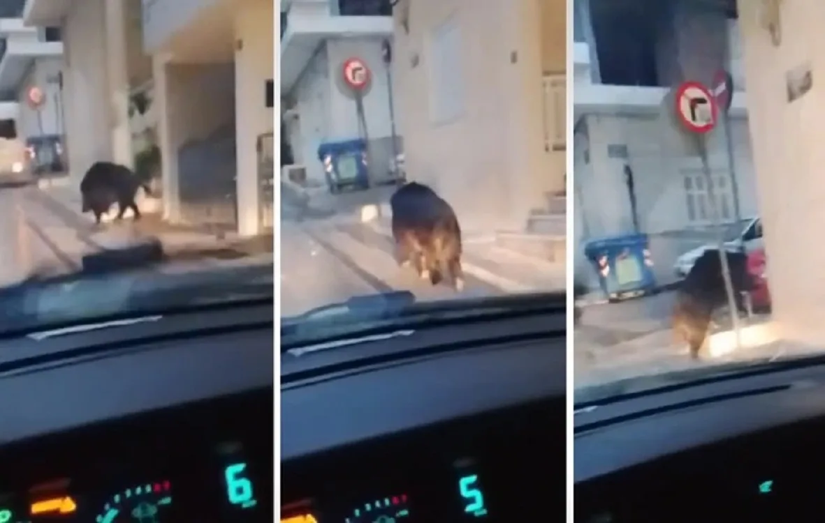 Αγριογούρουνο στους δρόμους του Περιστερίου: Viral βίντεο με το απρόσμενο «περαστικό»