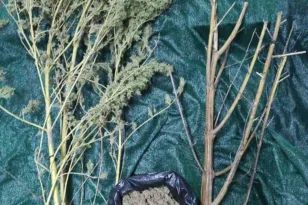 Πύργος: Καλλιεργούσε δενδρύλλια-‘γίγαντες’ κάνναβης – Συνελήφθη με σχεδόν μισό κιλό χασίς ΦΩΤΟ