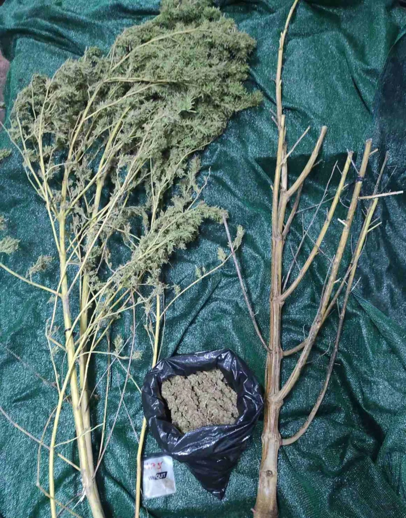 Πύργος: Καλλιεργούσε δενδρύλλια-‘γίγαντες’ κάνναβης - Συνελήφθη με σχεδόν μισό κιλό χασίς ΦΩΤΟ Πύργος: Καλλιεργούσε δενδρύλλια-‘γίγαντες’ κάνναβης - Συνελήφθη με σχεδόν μισό κιλό χασίς ΦΩΤΟ