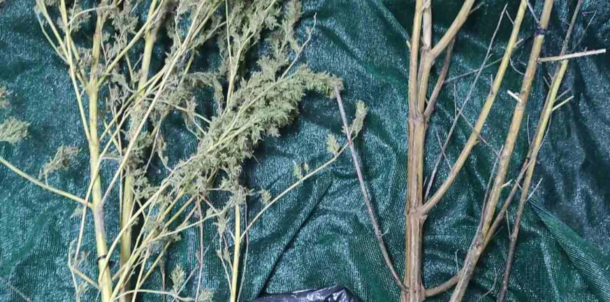 Πύργος: Καλλιεργούσε δενδρύλλια-‘γίγαντες’ κάνναβης - Συνελήφθη με σχεδόν μισό κιλό χασίς ΦΩΤΟ