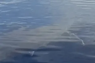 Λευκός καρχαρίας πέντε μέτρων εμφανίστηκε στην Κάρπαθο - Έμειναν άφωνοι οι ψαράδες ΒΙΝΤΕΟ