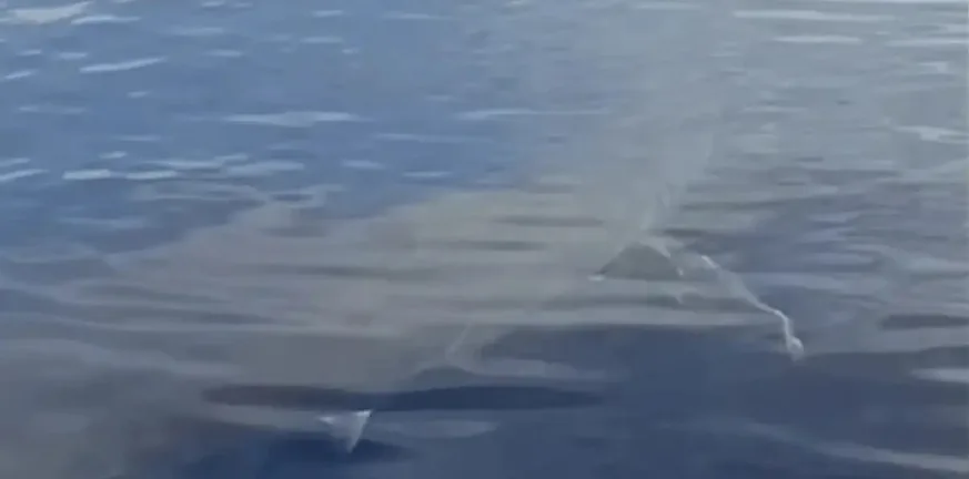 Λευκός καρχαρίας πέντε μέτρων εμφανίστηκε στην Κάρπαθο - Έμειναν άφωνοι οι ψαράδες ΒΙΝΤΕΟ