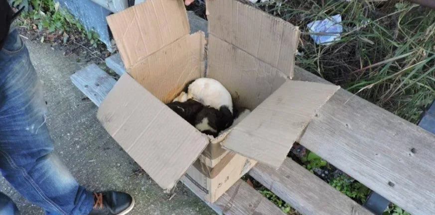 Κάθειρξη για εγκατάλειψη κουταβιών - Εξι χρόνια σε πατρινή και πρόστιμο 150.000 ευρώ