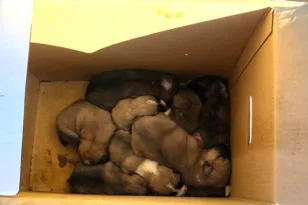 Πάτρα: Ποινή κάθειρξης 6 ετών για εγκατάλειψη νεογέννητων κουταβιών, το διοικητικό πρόστιμο 150.000 ευρώ!