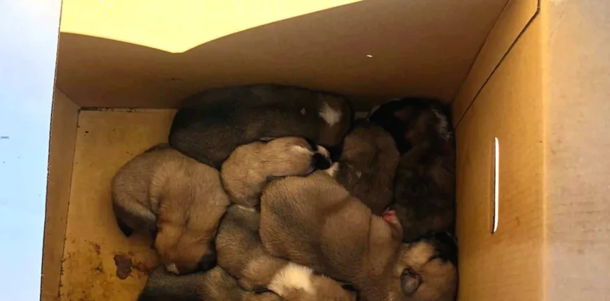 Πάτρα: Ποινή κάθειρξης 6 ετών για εγκατάλειψη νεογέννητων κουταβιών, το διοικητικό πρόστιμο 150.000 ευρώ!