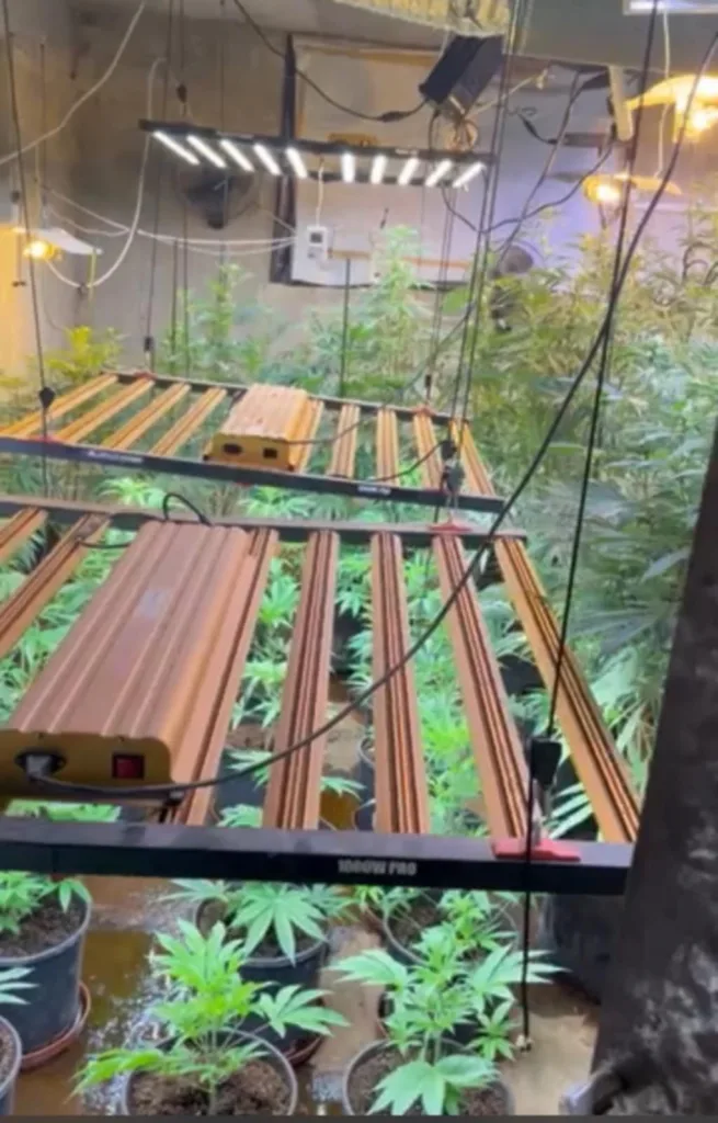 Πάτρα: «Μονάδα» ινδικής κάνναβης στο Γλαύκο - Πώς η ΕΛΑΣ εντόπισε τον ειδικά διαμορφωμένο χώρο