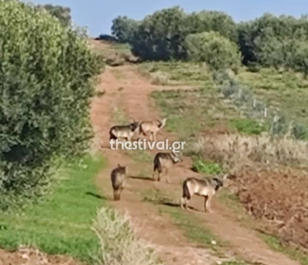 Αγέλη λύκων στα Ελαιοχώρια Χαλκιδικής: Ανήσυχοι οι κάτοικοι, καθησυχάζουν οι ειδικοί ΦΩΤΟ