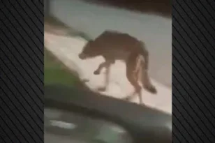 Λύκος στα Άνω Λιόσια και την Πετρούπολη: Προειδοποίηση για «πεινασμένο και επικίνδυνο» ζώο ΒΙΝΤΕΟ