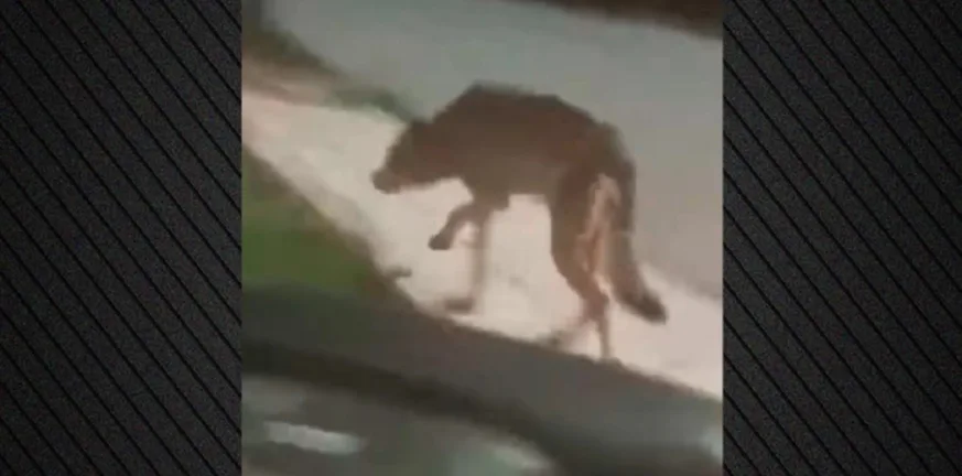 Λύκος στα Άνω Λιόσια και την Πετρούπολη: Προειδοποίηση για «πεινασμένο και επικίνδυνο» ζώο ΒΙΝΤΕΟ