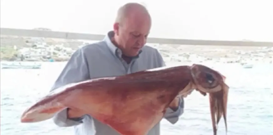 Δύο «γίγαντες» του Αιγαίου στη Μύκονο: Καλαμάρια ενός μέτρου πιάστηκαν… με τα χέρια ΒΙΝΤΕΟ