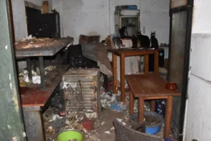 «Αγαπάω τα γατάκια και θέλω μόνο το καλό τους», τρία χρόνια φυλακή χωρίς αναστολή και 3.000 ευρώ πρόστιμο στον 63χρονο βασανιστή