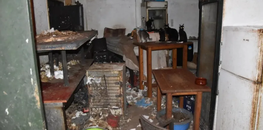 «Αγαπάω τα γατάκια και θέλω μόνο το καλό τους», τρία χρόνια φυλακή χωρίς αναστολή και 3.000 ευρώ πρόστιμο στον 63χρονο βασανιστή