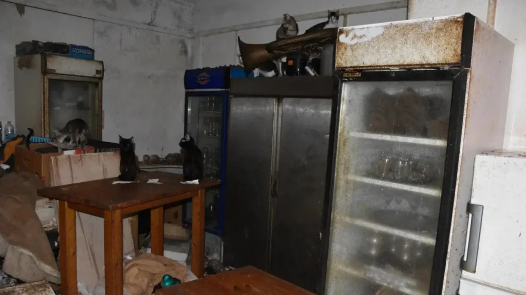 «Αγαπάω τα γατάκια και θέλω μόνο το καλό τους», τρία χρόνια φυλακή χωρίς αναστολή και 3.000 ευρώ πρόστιμο στον 63χρονο βασανιστή