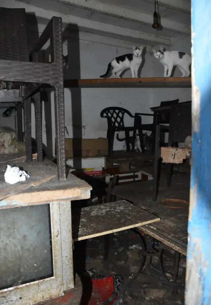 «Αγαπάω τα γατάκια και θέλω μόνο το καλό τους», τρία χρόνια φυλακή χωρίς αναστολή και 3.000 ευρώ πρόστιμο στον 63χρονο βασανιστή