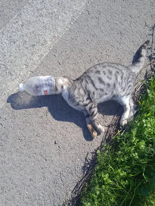 Εικόνες ντροπής στην Ηλεία: Γάτες εγκλωβισμένες σε πλαστικά - Σοκ και αγανάκτηση για τη βαρβαρότητα απέναντι στα ζώα ΦΩΤΟ